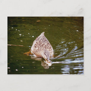 Postal Alimentación de pato