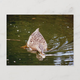 Postal Alimentación de pato