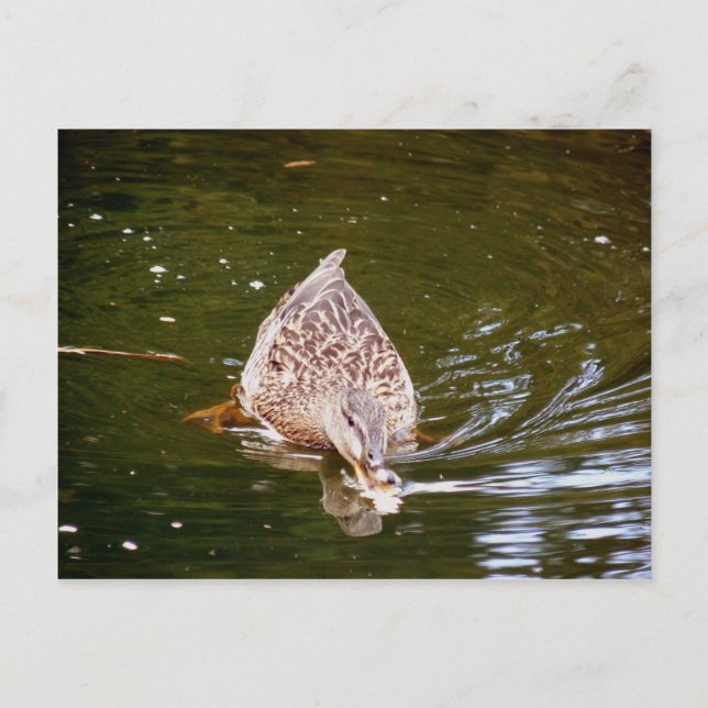 Postal Alimentación de pato (Anverso)