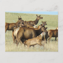 Postal Alimentación de vaca alce y cría E7