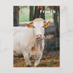 Postal Alimentación de vacas en Francia