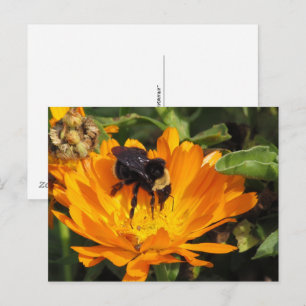 postal - Alimentación en Calendula