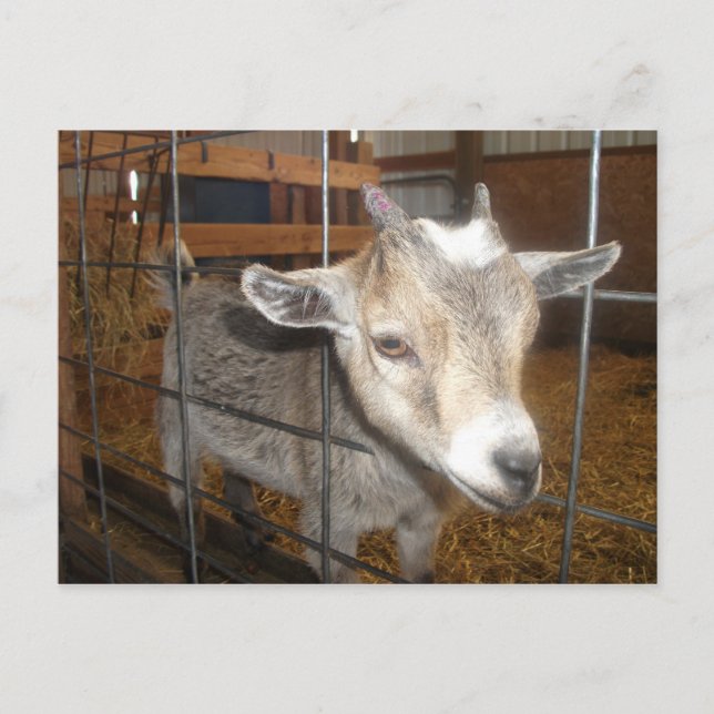 Postal ¡Alimentadme! (Anverso)