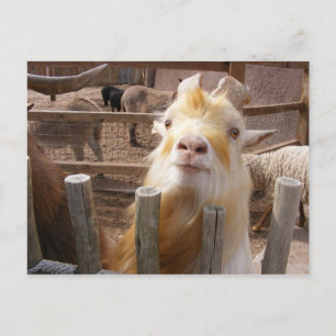 Postal ¡Alimentadme! Cabras