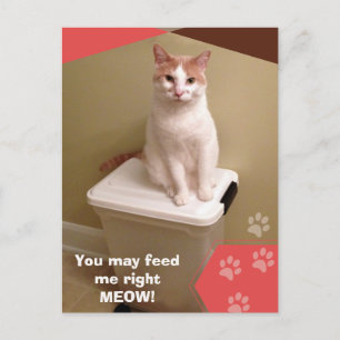 Postal Aliméntame ahora mismo. Gato divertido 
