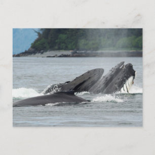 Postal Alimentando ballenas jorobadas