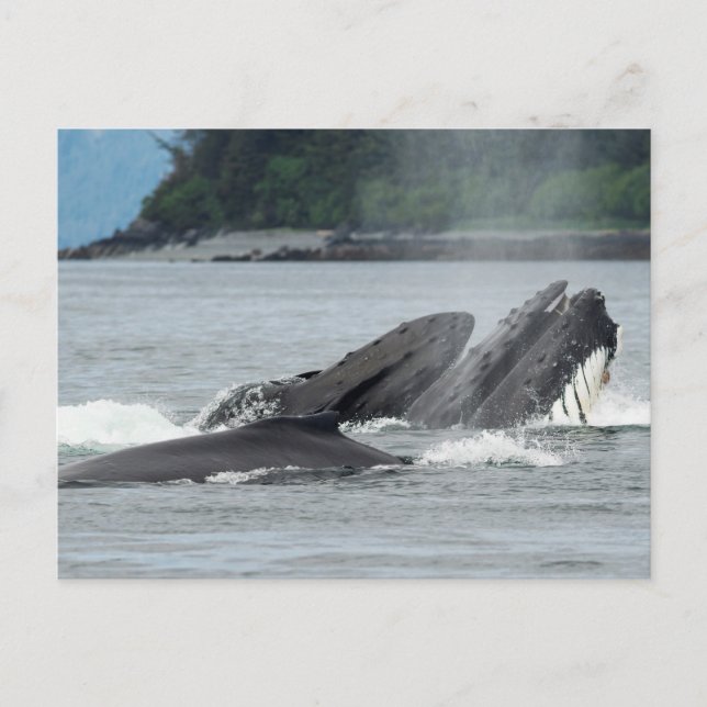 Postal Alimentando ballenas jorobadas (Anverso)