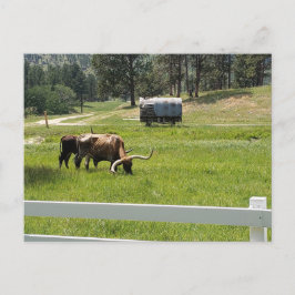 Postal Alimentando Longhorns en un rancho