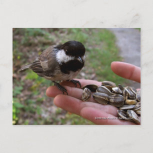 Postal Alimentar A Las Aves