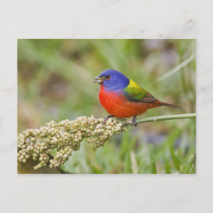 Postal Alimento masculino de Bunting (ciris passeriano)