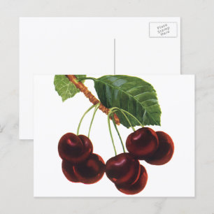Postal Alimentos de fruta añejos y cerezas maduras de un 