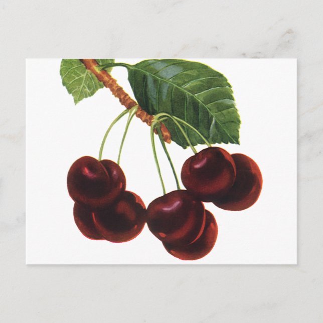 Postal Alimentos de fruta añejos y cerezas maduras de un  (Anverso)