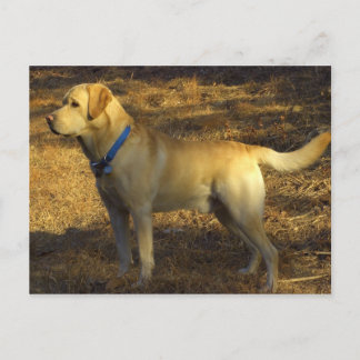 Postal Aliste para cazar, Labrador orgulloso en luz del