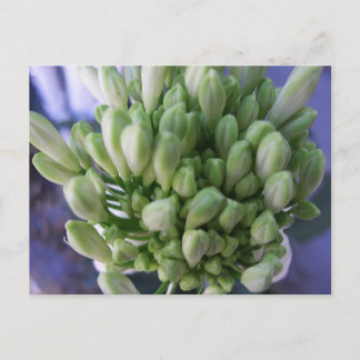 Postal Alium Buds Blanco