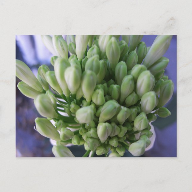 Postal Alium Buds Blanco (Anverso)