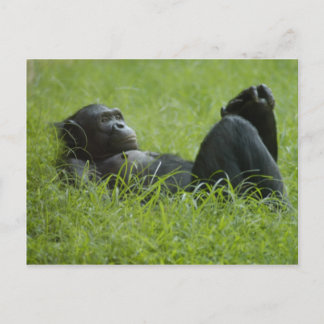 Postal Alivio de estrés