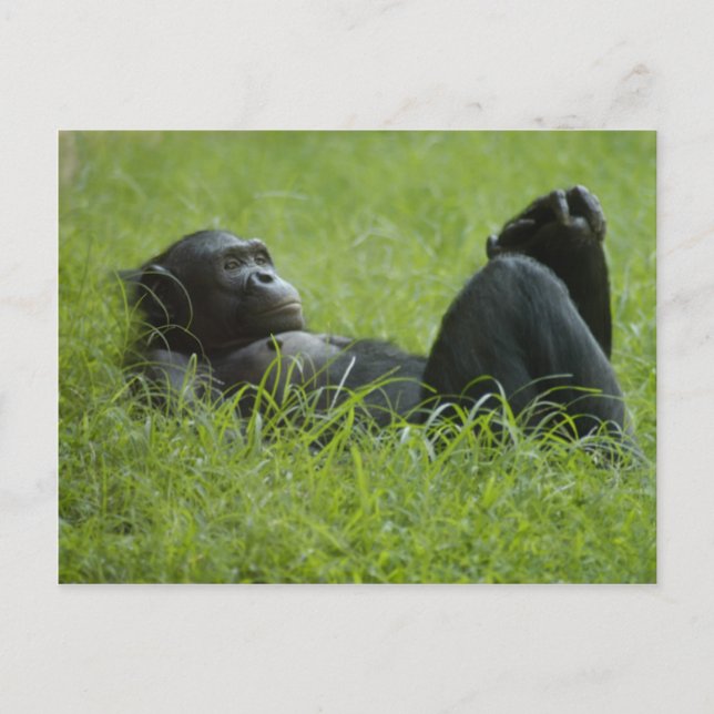 Postal Alivio de estrés (Anverso)