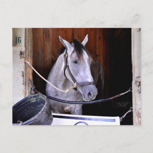 Postal Aljalela - Todd Pletcher Roan Thoroughbred