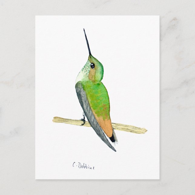 Postal Allen's hummingbird (Anverso)
