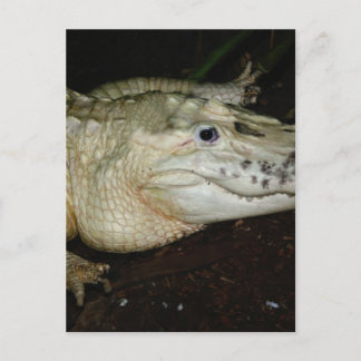 Postal Alligador blanco albino foto , imagen de gator
