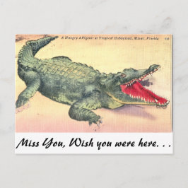 Postal Alligador de Florida