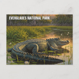 Postal Alligador en el Parque Nacional Everglades