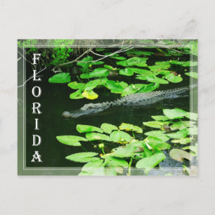 Postal Alligador en el Parque Nacional Everglades, Florid
