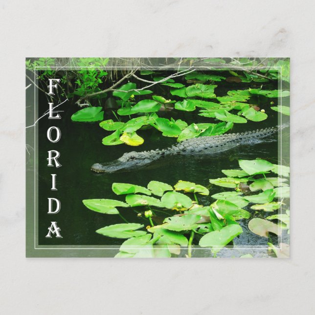 Postal Alligador en el Parque Nacional Everglades, Florid (Anverso)