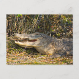 Postal Alligador, Mar Nacional Canaveral, Florida