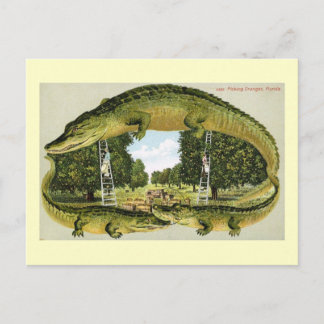 Postal Alligator Border Picking Oranges, Florida Vintage