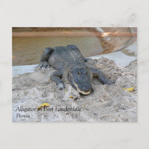 Postal Alligator, Fort Lauderdale, Florida
