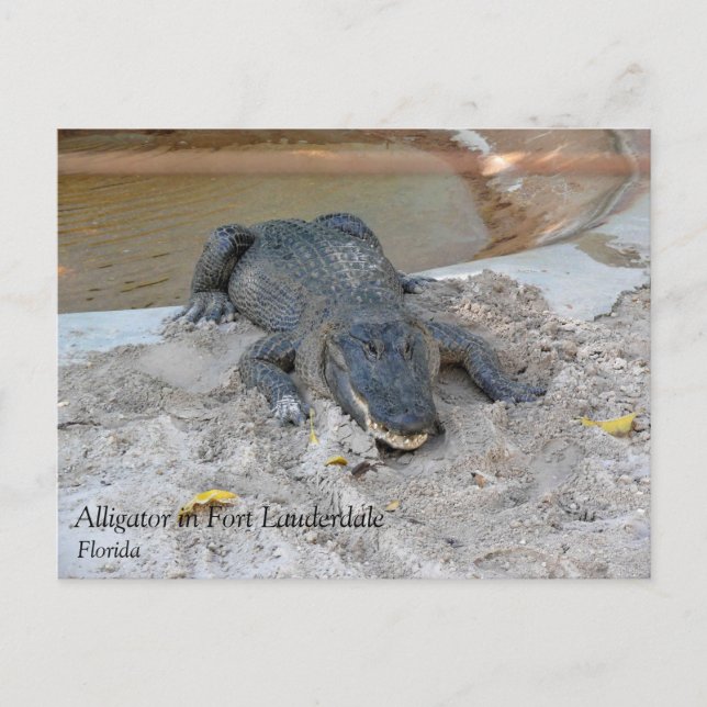 Postal Alligator, Fort Lauderdale, Florida (Anverso)