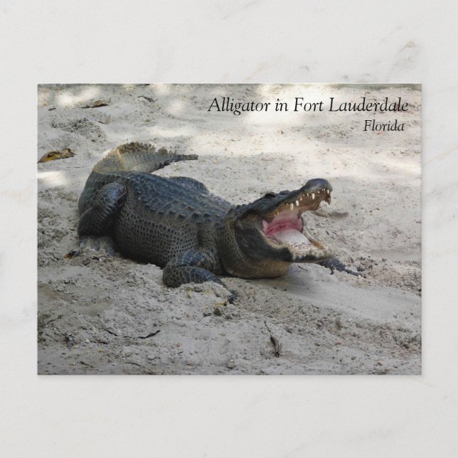 Postal Alligator, Fort Lauderdale, Florida (Anverso)