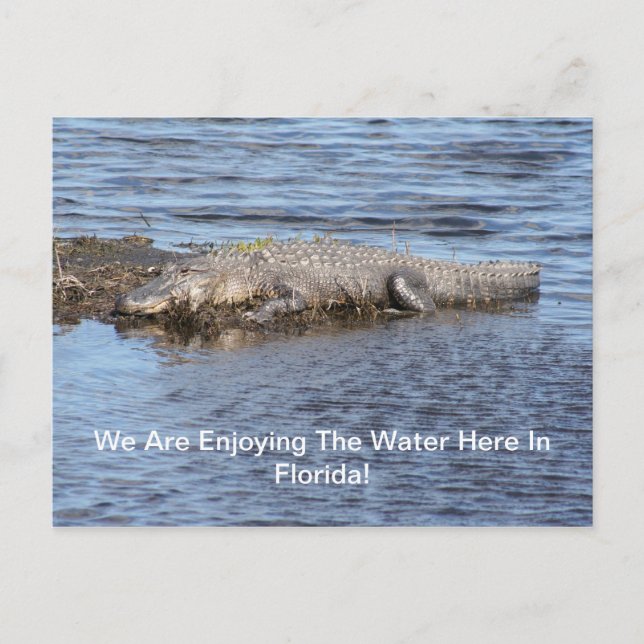 Postal Alligator Gator (Anverso)