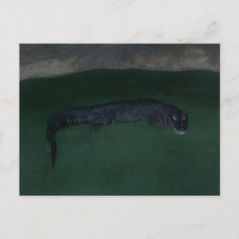 Postal Alligator ~ ¿Qué hay en la oscuridad?