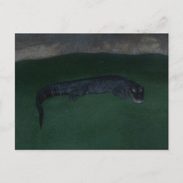 Postal Alligator ~ ¿Qué hay en la oscuridad? (Anverso)