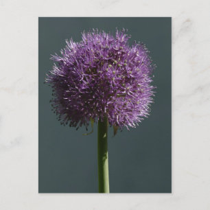 Postal Allium