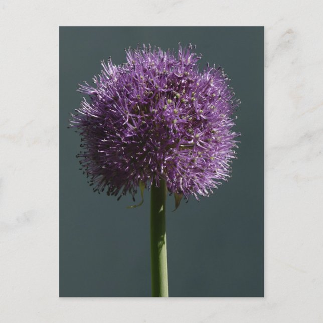 Postal Allium (Anverso)