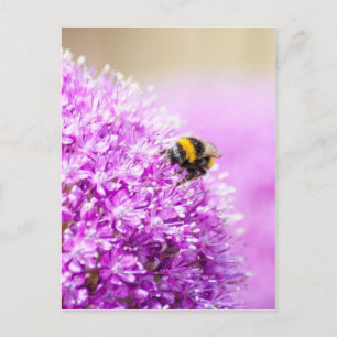 Postal Allium con Bee