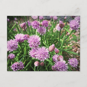 Postal Allium Flowers