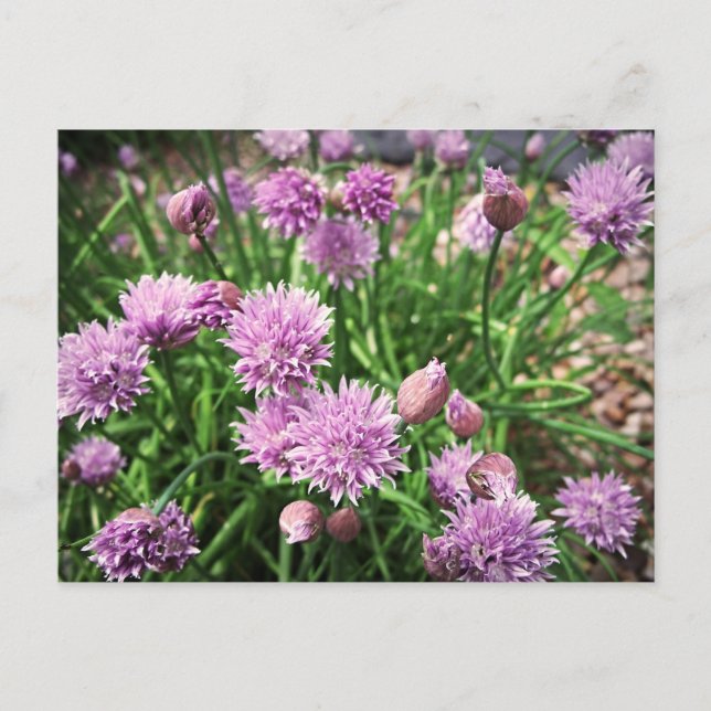 Postal Allium Flowers (Anverso)
