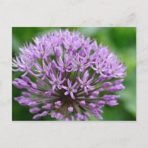 Postal Allium giganteum