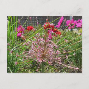 Postal Allium Schubertii Postcard
