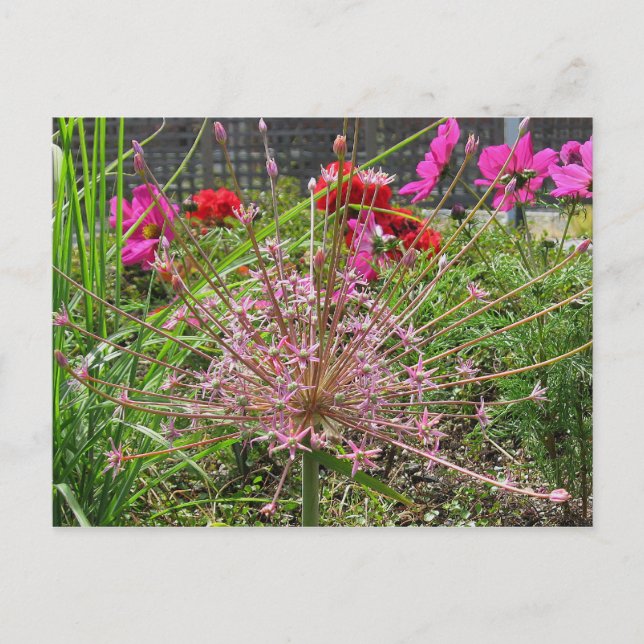 Postal Allium Schubertii Postcard (Anverso)