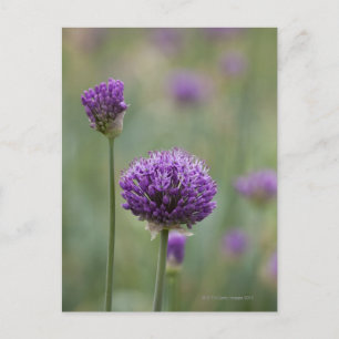 Postal Alliums morados con fondo difuso natural