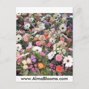 Postal Alma Blooms 1