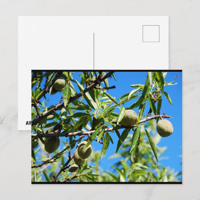 Postal Almendras en Cielo Azul (Anverso / Reverso)