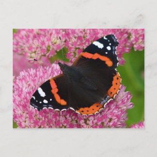 Postal Almirante rojo en Sedum (Alegría de otoño)