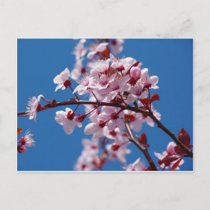 Postal Almond Blossom