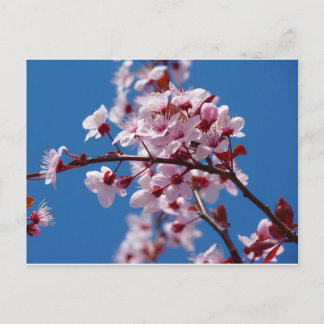 Postal Almond Blossom